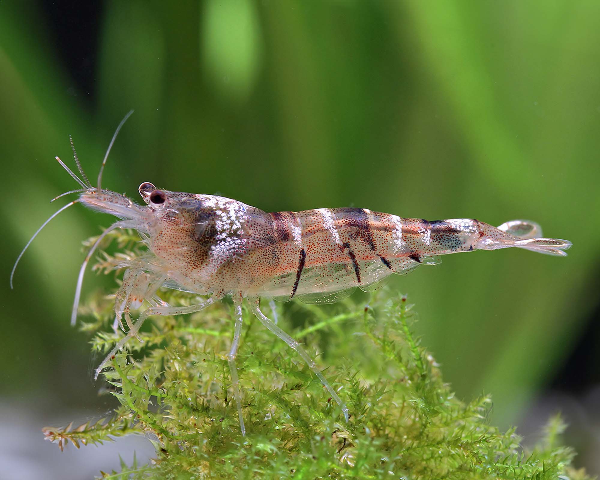 Caridina pareparensis parvidentata (Malawa Shrimp)